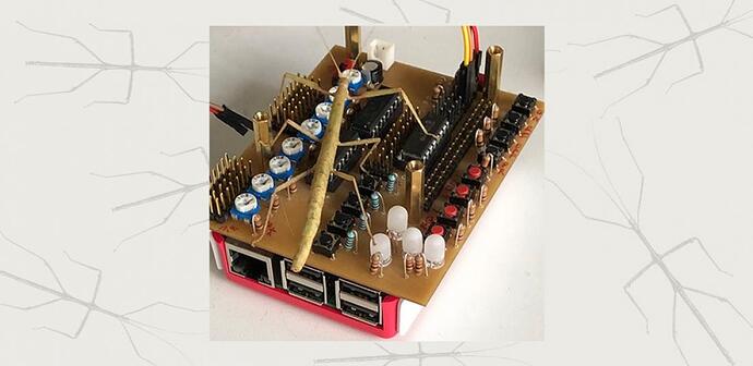 本研究中使用的棒状昆虫