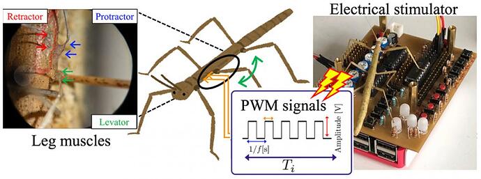 实验环境概述。从开发的电刺激装置（右）向肌肉发送电信号，并使用力传感器测量产生的关节扭矩。将电极插入外骨骼内部，将电刺激传递到针对电刺激的三块肌肉（量角器、牵开器和提肌）
