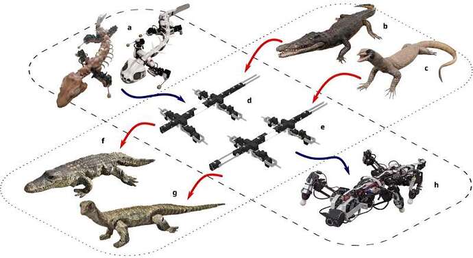 仿生机器人和爬行动物之间的比较